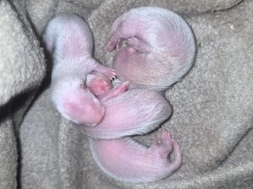 Three newborn pink baby squirrels resting on a soft fabric.