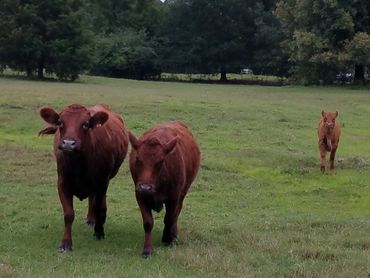 Lolly and Faith
Dexter Cattle For Sale In Texas
