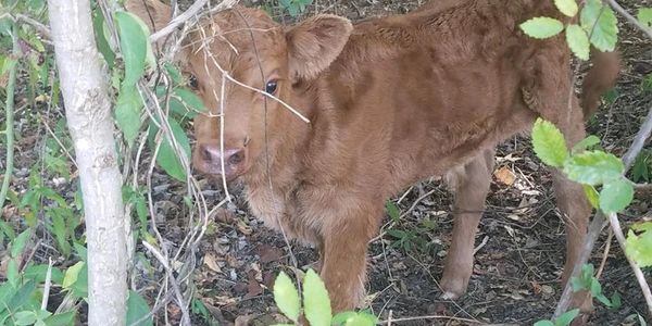 Dexter For Sale in Texas