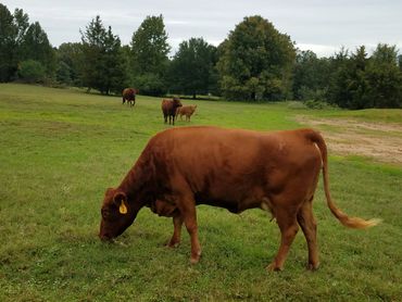 The girls 
Dexter Cattle in Texas