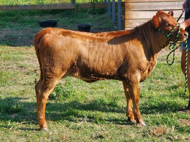 TCC Texas Belle Dexter Heifer in Texas