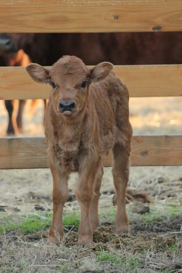Dexter Cattle  In Texas