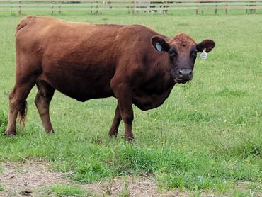 Belle Fourche Ruby Tues Dexter Cow In Texas