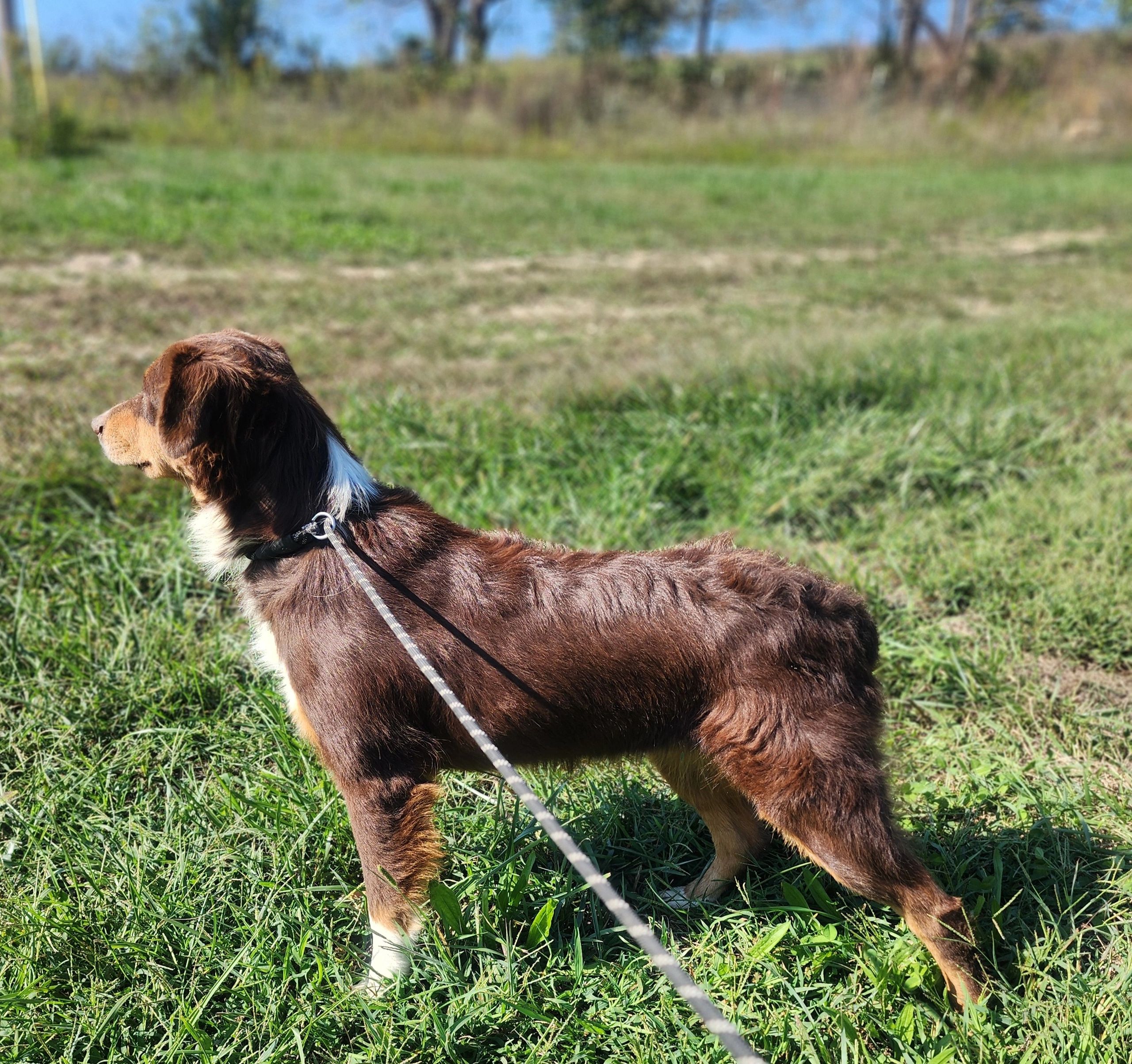 Zelda is a red tri mini. ASDR.  She weighs approx 30 lbs. 2 amber eyes. Full panelclear