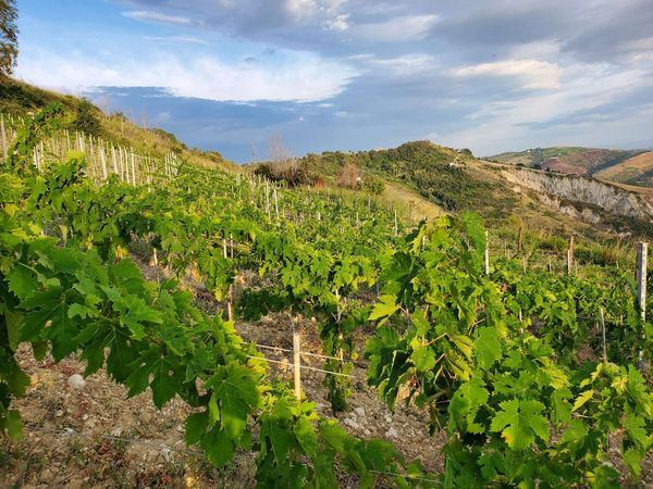 vigneto presso la riserva naturale regionale dei Calanchi di Atri, Oasi WWF