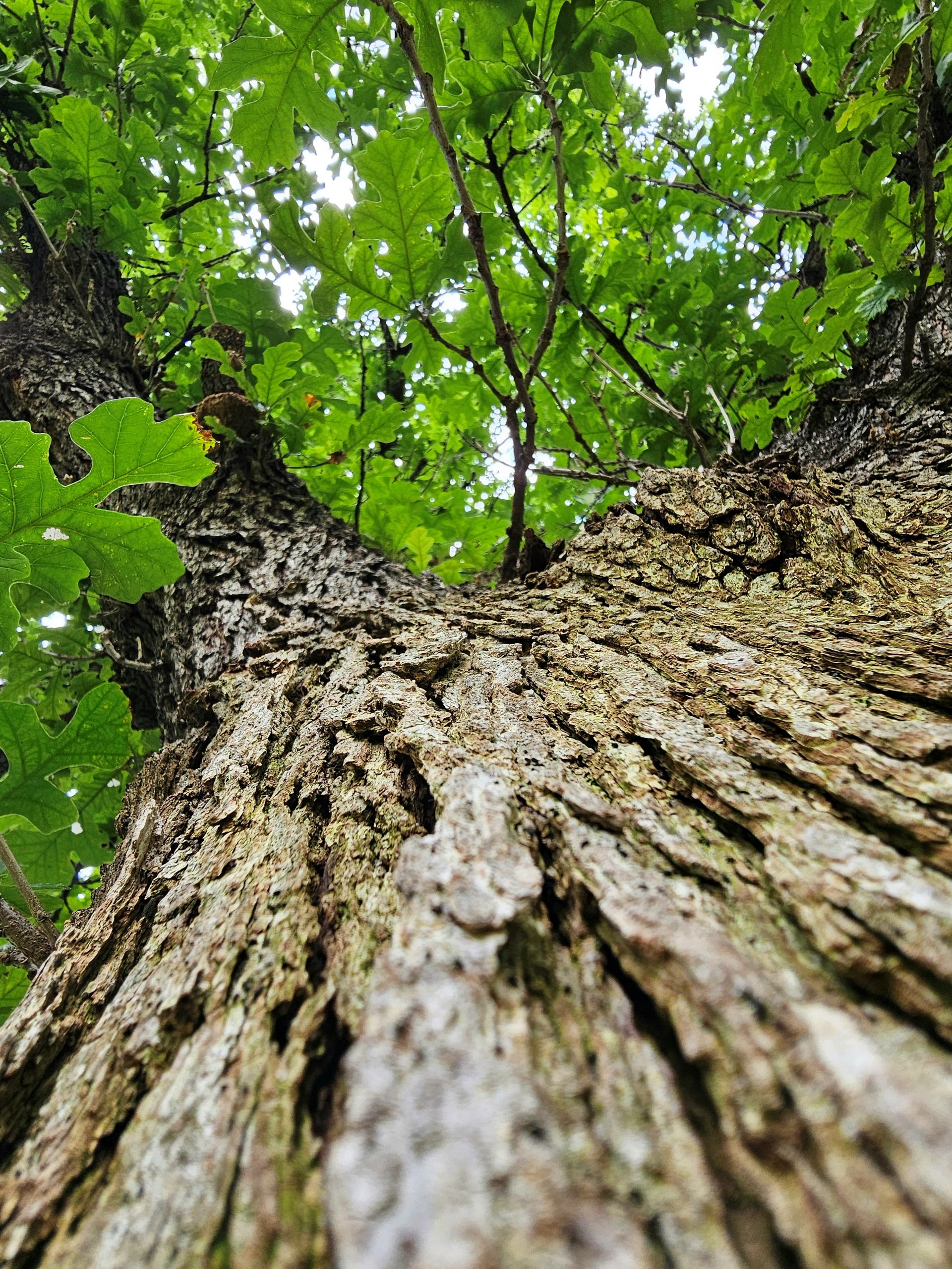 Looking up through a tree.