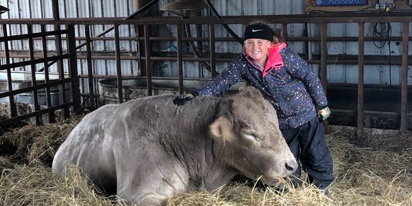 Little girl posing for picture with a bull whom is laying down in his pen
