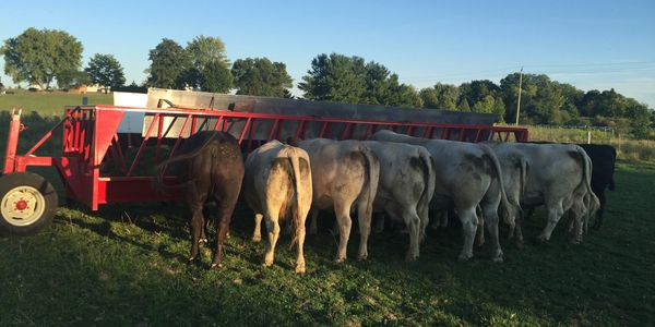Line of cows eating shoulder to shoulder at a wagon full of grass