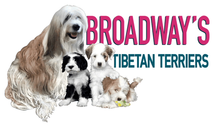Broadway's Tibetan Terriers