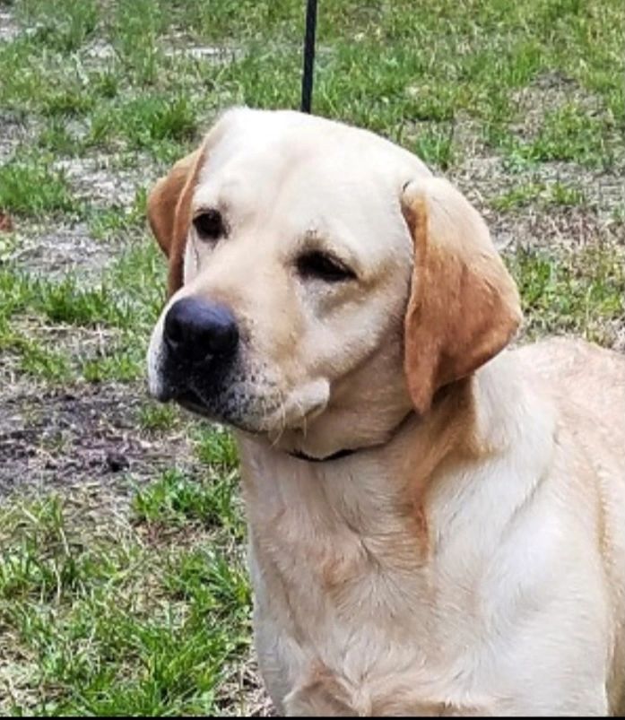 Island Sound Labrador Retreivers Home
