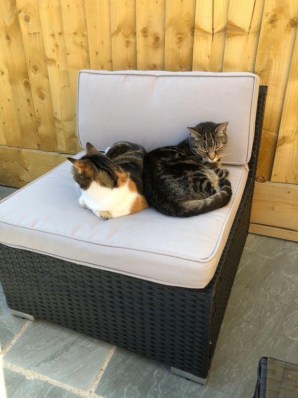 Two cats resting together on a cushioned chair.