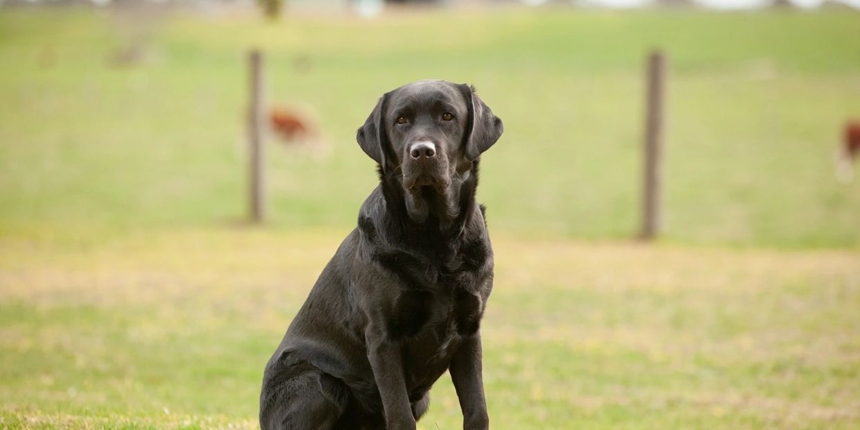 Tracklea River on Ace - River