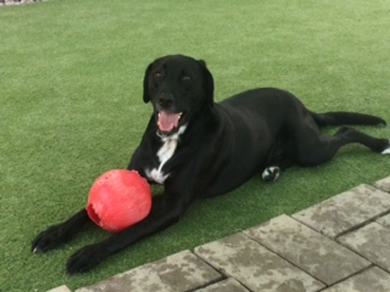 The Pet Lodge at Yorktown