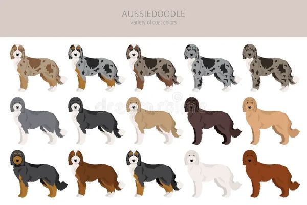 Aussiedoodle coat sale types