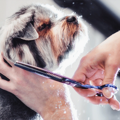 WHAT GROOMING IS ENVOL