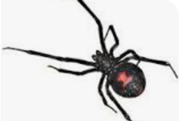 Black widow spider make uneven web, Spider Pest Control, Pest control service, Exterminating service