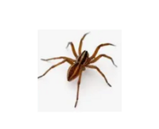 kill wolf spiders, exterminate wolf spiders, Pest control service, Exterminating service