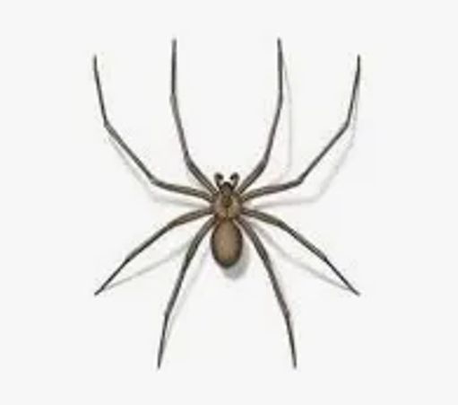 Reliable-pest-control-solutions; Your choice for your pest management needs. spider extermination 