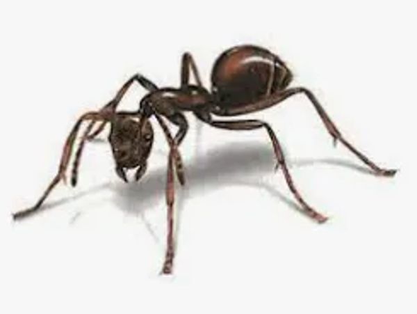 Reliable-pest-control-solutions; Your choice for your pest management needs.Ant extermination local
