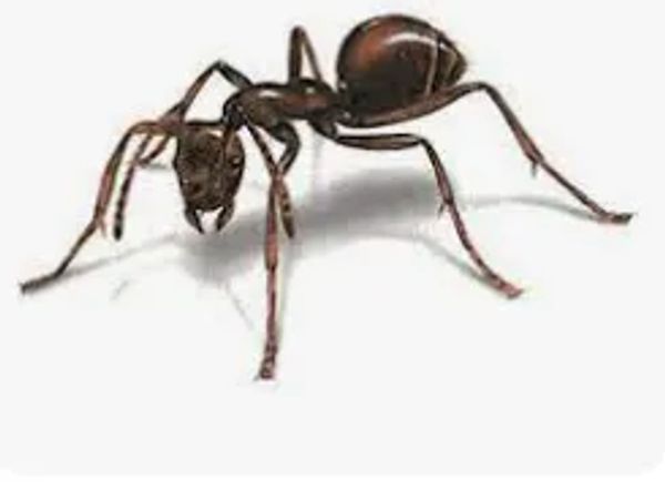 Ants are common insects, with unique capabilities. Pest control service, Exterminating service,
