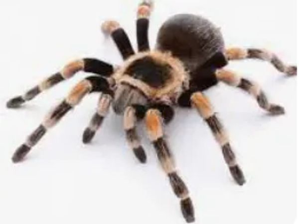 kill tarantula, exterminate tarantula, catch tarantula, Pest control service, Exterminating service