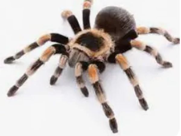 Reliable-pest-control-solutions; Your choice for your pest management needs. kill tarantula near me