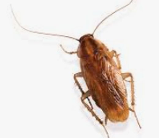 Reliable-pest-control-solutions; Your choice for your pest management needs. Roach extermination