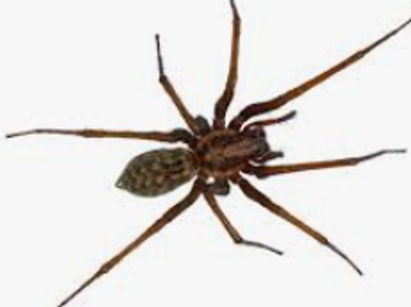 Kill hobo spider, exterminate spiders, Pest control service, Exterminating service,