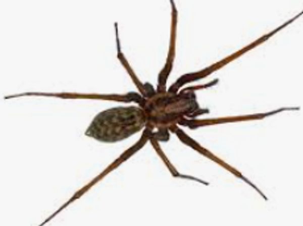 Reliable-pest-control-solutions; Your choice for your pest management needs. Spider extermination