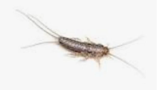 Reliable-pest-control-solutions; Your choice for your pest management needs. kill silverfish now