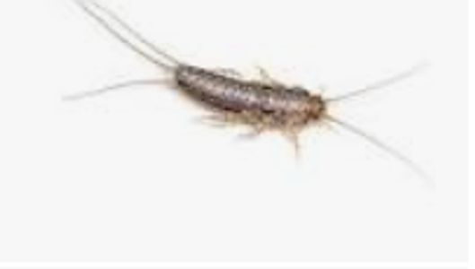 kill silverfish, exterminate silverfish, catch  Pest control service, Exterminating service