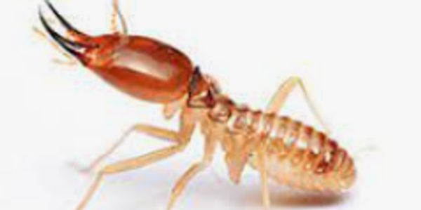 kill termites, exterminate termites,  Pest control service, Exterminating service