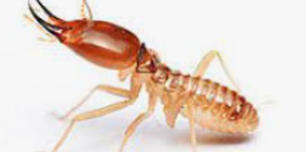 Reliable-pest-control-solutions; Your choice for your pest management needs. kill termites near me