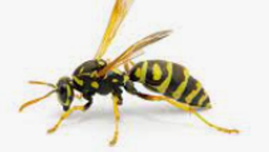 Reliable-pest-control-solutions; Your choice for your pest management needs. kill wasp near me