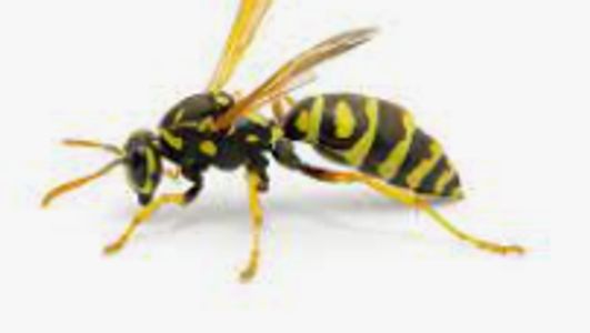 kill wasp, exterminate wasp, Pest control service, Exterminating service, get rid of wasps