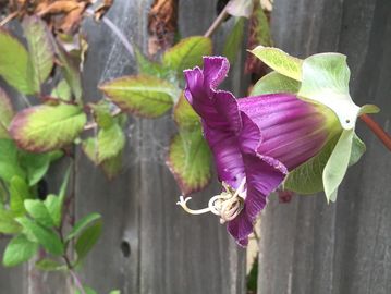 Close-up of a vibrant purple flower on a vine.