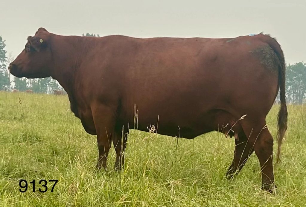 Side view of a brown cow standing in a grassy field.