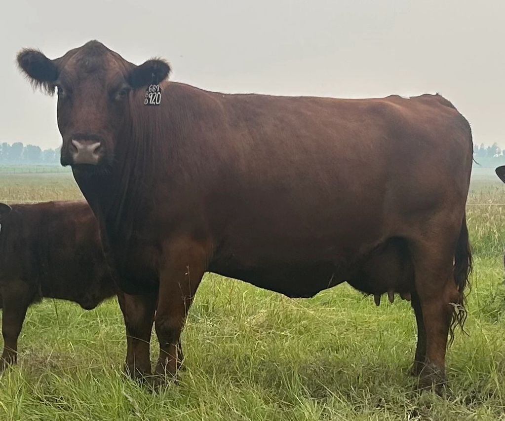A brown cow standing in a grassy field.