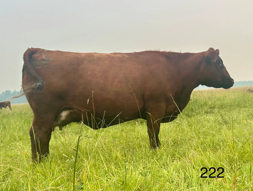 Brown cow standing in a green field.