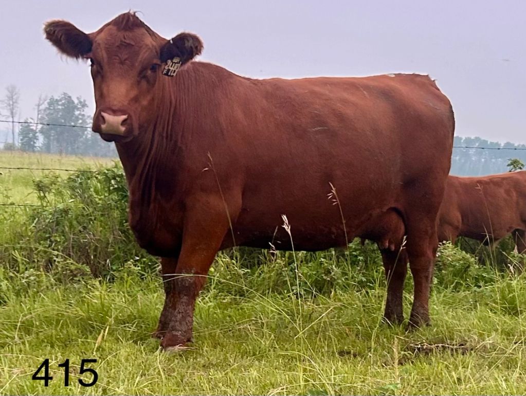 Brown cow standing on grassland.