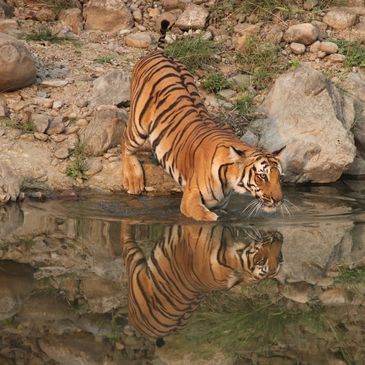 A tiger drinks water from a rocky pond, its reflection clear.