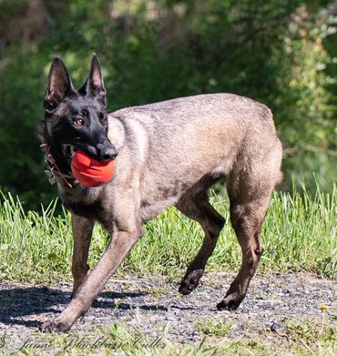 A Malinois dog running while biting a ball