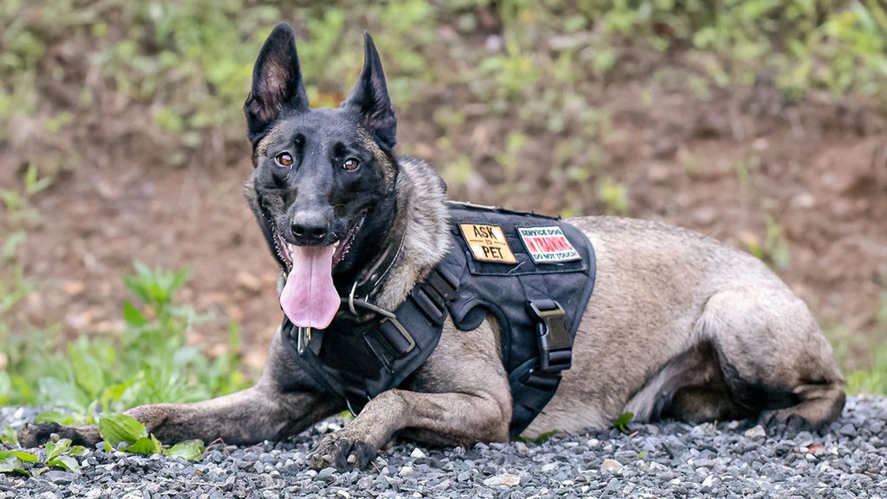 Resting service dog