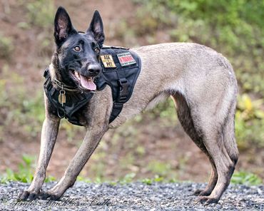 Service dog stretching