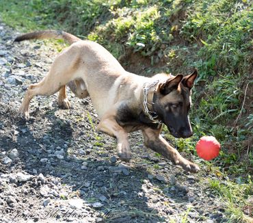 A puppy chasing a ball