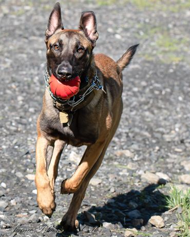 Malinois dog with a chain on its neck running with a ball