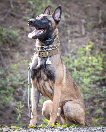 Well-behaved Malinois dog