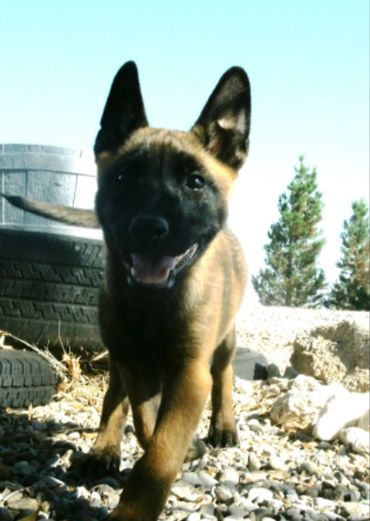 Belgian Malinois dog