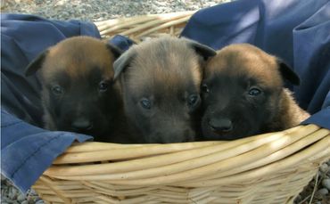 Three dogs on a basket