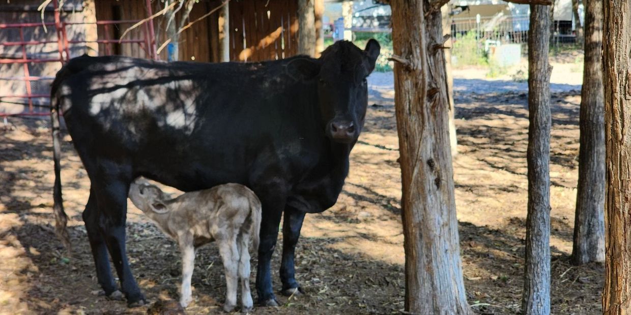 A calf nursing from its black cow mother in a shaded farm area.